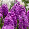 Plant in a Box - Bulbi di giacinti - Set di 10 - Hyacinthus 'Purple Voice' - Viola intenso - Profumati - Fioritura in primavera - Per giardino e vaso
