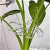 Generic 5/10 pali di supporto per piante in bambù trasparenti con retro a tartaruga, riutilizzabili, per interni ed esterni, giardino, steli per piante (5 pezzi, 13 x 9,5 cm)