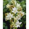 Flora Import 10 X Tuberosa Polianthes The Pearl - Bulbi Alta Qualità (10)