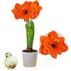 DUTCH BULBS EXCLUSIVE PLANTS FROM HOLLAN Bulbi di Amaryllis Double Orange - 1 bulbi fiori in grande formato 26/30 | Piante e fiori esclusivi dall'Olanda, Autentici Hippeastrum (senza semi, senza cera e non artificiali)