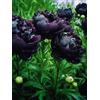 VJIDOSO Peonia,Garden,molto grande,resistente all'inverno,decorazione eccellente,facile da curare,bellissima.-4cipolle-G