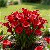 Nyugs Calla Lily, rizomi di calla resistenti, rizomi perenni da giardino, piantagioni di calla lily rari da giardino-j-10 rizomi