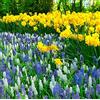 Flora Import 100 X Narcisi Gialli & Muscari Misti - Bulbi Alta Qualità (100)