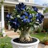 OJMUJDJ Rosa del deserto, resistente, perenne - Giardini e balconi, decorazione, giardini-1bulbi-B