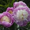 VJIDOSO Peonia,Garden,molto grande,resistente all'inverno,decorazione eccellente,facile da curare,bellissima.-2cipolle-C