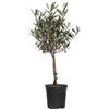 Plant in a Box - Olivi su tronco - Olea Europaea - Vaso 17cm - Altezza 60-70cm