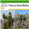 SAFLAX - Albero di Giosuè - 10 semi - Con substrato - Yucca brevifolia