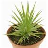 VIVAIO GARDEN FOREST Agave Stricta Nana Succulenta in Vaso 13 cm | Ornamentale, Compatta, Resistente