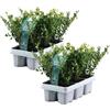 Plant in a Box - Ilex crenata 'Jenny' - Agrifoglio giapponese - set da 12 - Pianta da giardino - Pianta da siepe - ⌀9 cm - Altezza 10-20 cm