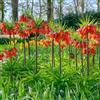 Generic imperiale coronata ufficio ornamentali giardino vaso resistenti balcone 9bulbi