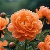 Nyugs Peonia, Rizomi Peonia Resistenti, Rizomi Perenni Giardino, Piantagioni Peonia Rari Giardino, Elegante Arbusto Peonia-b-2 rizomi
