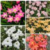 Generic zephyranthes - giardino di 15Bulbi