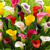DUTCH BULBS EXCLUSIVE PLANTS FROM HOLLAN Bulbi Calle Zantedeschia - 10 Bulbi Fiori - 5 Varietà | Piante e Fiori Esclusivi dall'Olanda, per giardino, vasi e balcone (non semi, non artificiali)