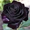 PQEWFV Rizoma Di Rosa Raro, Sorprendentemente Crescente, Perenne, Adatto A Primavera E Autunno, Ideale Per La Vista In Giardino, Non Necessita Di Irrigazione-3 Rizoma-B