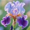 Nyugs Iris, rizomi di Iris resistenti, rizomi perenni da giardino, piantagioni di Iris rari da giardino-10 rizomi-g