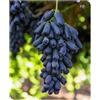 XCMBNHY Rizomi D'Uva, Rizomi D'Uva Resistente Al Freddo Perenne Rizomi Rizomi D'Uva Resistente Al Freddo D'Uva Perenne Rizomi D'Uva Rizoma Coltivazione Dell'Uva Piantare La Vite-3Bulbi-C