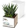 Albalù Bomboniera Battesimo Vasetto in Legno con Pianta Grassa 6x6 cm - Bomboniere Nascita Bimbo Bimba Segnaposto Green Made in Italy