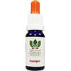 Australian Flower Essences Isopogon 15ml Australian Bush Flower Essences Love Remedies