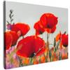 MuchoWow© Stampe su Tela Foto Quadri Moderni Camera da Letto Canvas Quadro | 40x30 cm - Salotto Decorazione Parete Papavero - con Fiori - Rosso - Viola - Prato