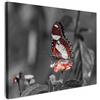 MuchoWow© Stampe su Tela moderne Quadro Moderno Soggiorno Quadretti da | 70x50 cm - Parete Room Decor Farfalla - Animali - Fiori - Bianco e nero - Arancione