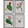 Nacnic Pacchetto fogli di cactus rosso. Poster con illustrazioni ad acquerelli dall'artista francese Pierre-Joseph Redouté. Decorazione d'interni. Dimensione A4.