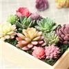 Generic Pacchetto di 12 piante grasse artificiali realistiche, piante grasse in plastica sintetica, mini piante finte per lavori manuali da giardino, torte, feste, decorazione di interni ed esterni