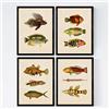 Nacnic Set 4 fogli di pesce effetto vintage colorati. Nord. Composizione di 11 pesci diversi in formato A3, sfondo vecchia carta per manifesti di carta vintage 250 gr