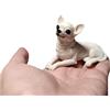 TALKLEK 1 mini statuetta di chihuahua in resina da 5,1 cm, mini regali commemorativi per cani, figurine per auto, scultura da collezione Chihuahua statua scultura, regali per gli amanti del chihuahua (bianco)