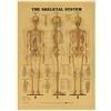 bopely Art Vintage Poster Stampa Anatomia Umana Anatomia di Riferimento Grafico Muscolare Muscolare Scheletro Medical Body Muscle della Parete Decorazione