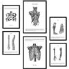 Nacnic - Set di 6 poster di anatomia (muscoli, gamba, braccio, colonna vertebrale, bacino). Ideali per studi medici o sale studio. Formati A3 e A4, senza cornice