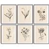 INFUNLY Set di 6 botanico Stampe poster da parete Senza cornice Vintage Stampe di piante motivo botanico Poster per camera da letto soggiorno bagno casa ufficio