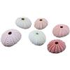 ZGXNYI Conchiglie Decor 20 Pezzi di Conchiglia di Riccio di Mare Conchiglia di Tillandsia pianta in Vaso Decorazione Domestica Conchiglie di Mare Miste