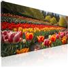 CheQuadro! Quadro lungo per ufficio, quadro orizzontale, Campo di Tulipani Colorati in Primavera, su tela, intelaiato pronto da appendere bow12-90x40 cm