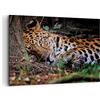 ARTTOR Stampe da Parete Moderne 100x70 cm Quadro su Tela Africa Natura - 4493 | Leopardo Ritratto Giaguaro Quadro Decorativo 1 pezzo Soggiorno Camera da Letto Arte da Parete Decorazione da Parete ARTTOR