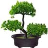 Mat'Ket Bonsai Artificiale Realistico in Vaso Nero - Decorazione per Interni ed Esterni, Stile Giapponese, Pianta in Vaso per Arredo Casa, Ufficio, Bagno, Altezza 18x27 cm, Pianta Finta Verde (Nero)