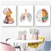 KXHHYB Set di 3 poster anatomici da parete con cuore, cervello, anatomia umana, ospedale, clinica, arte da parete, medica, senza cornice (C, 40x60cm*3)