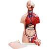 MedMod Torso Umano Maschile + Femminile Modello anatomico didattico Alto 45cm Nuovo