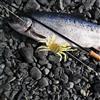 Generic Esca artificiale per granchio, con ganci, verde, morbida, per pesca d'acqua dolce e yacht