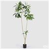 Enzo De Gasperi EDG Enzo De Gasperi Pianta Artificiale Dracena con Vaso H200 cm