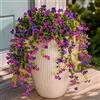 Aisamco 4 Fiori Appesi Esterno UV Resistente | Seta finta, Foglie eucalipto, Fioriera esterna, Portico patio balcone, Vigne appese