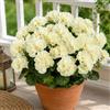 Aisamco 6 Fiori Geranio Seta Esterno UV Resistente | Piante finte, Giardino casa, Fioriera finestra, Cortile tavolo