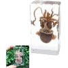 Real Animal Calamaro Seppie Esemplare Fermacarte per Scienza Education Ornamento
