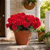 Aisamco 6 Fiori Geranio Seta Esterno UV Resistente | Piante finte, Giardino casa, Fioriera finestra, Cortile tavolo