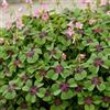 DUTCH BULBS EXCLUSIVE PLANTS FROM HOLLAN Piante Vere da Interno - Collezione di 50 Oxalis Iron Cross | Perenni e Resistenti al Freddo, Piante e Fiori Esclusivi dall'Olanda, per vasi (non semi, non artificiali)