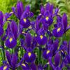 DUTCH BULBS EXCLUSIVE PLANTS FROM HOLLAN Bulbi Fiori Perenni da Esterno - 50 Bulbi Iris Olandesi Purple Meadow | Mix di 5 varietà e colori, Piante esclusive dall'Olanda, per giardino e vaso (non semi, non artificiali)
