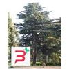 HERBOPLANET SRL MSA CEDRUS LIBANI 50 ML