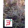 HERBOPLANET SRL MSA ABIES PECTINATA 50 ML