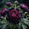 Nyugs Peonia, rizomi di Peonia resistenti, rizomi perenni da giardino, piantagioni di peonia rari da giardino-d-1 rizoma