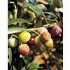 Vivaio Garden Forest Pianta di Olivo Arbequina, 2 anni, H 170 cm | Alta produttività, Resistenza al freddo, Pianta vera in vaso, Ulivo certificato