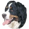 Nobby Sticker Bernese Mountain Dog